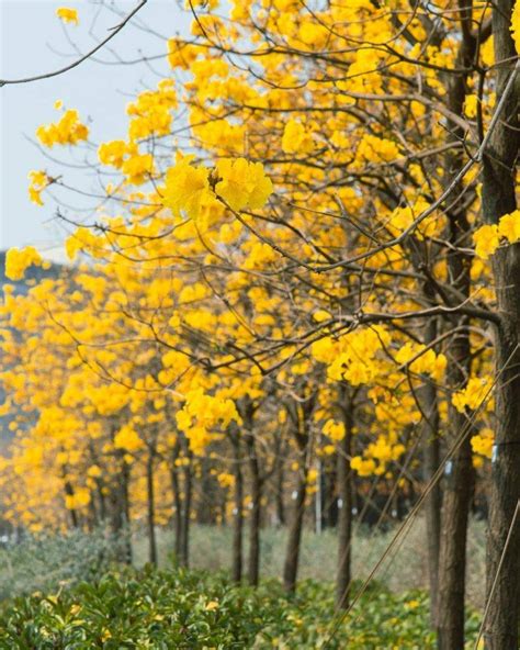 黃鐘花風水|香港黃花風鈴木2024｜香港黃花風鈴木盛放 6大觀賞熱點推